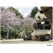 画像をギャラリービューアに読み込む, 【オリ特付】【DVD】【予約】 ごろごろパンダ日記 DVD BOX 全4枚(初回製造限定アクスタ付き) DVD 2026/03/27