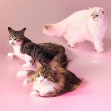 画像をギャラリービューアに読み込む, 【新品】 cats(初回限定盤(CD+Photobook)) CD My Hair is Bad 佐賀